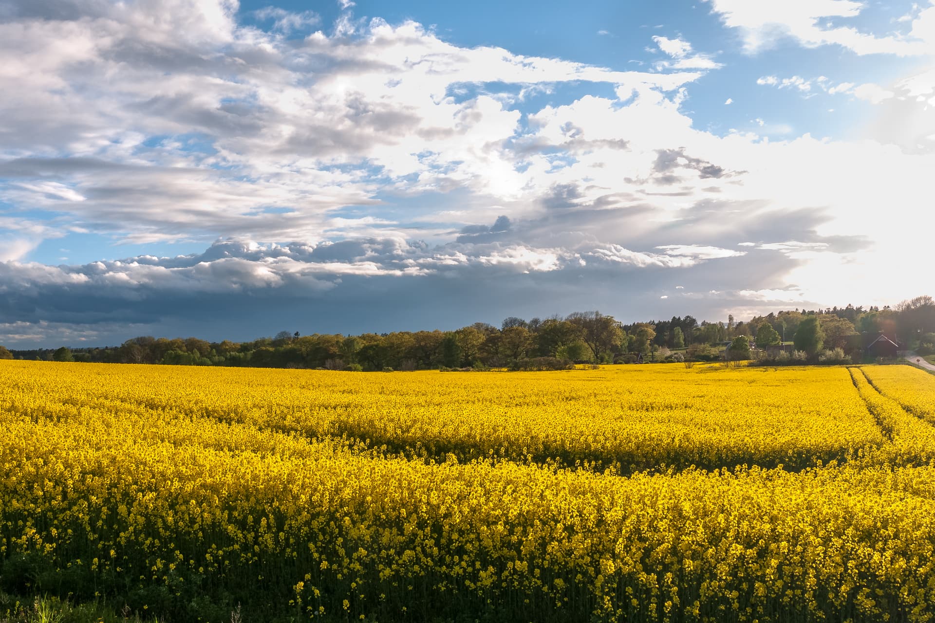 Rapsfält under molnig himmel på Öland