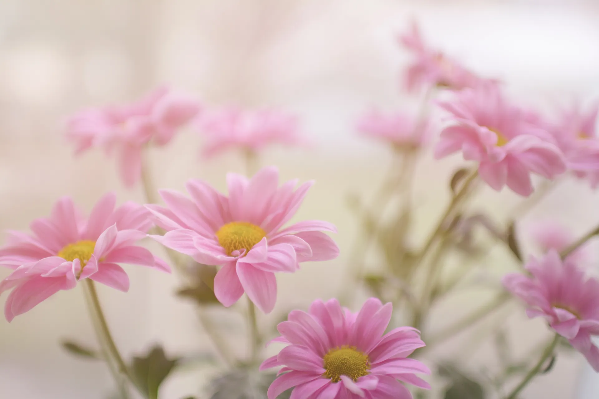 rosa blommor i sociala medier