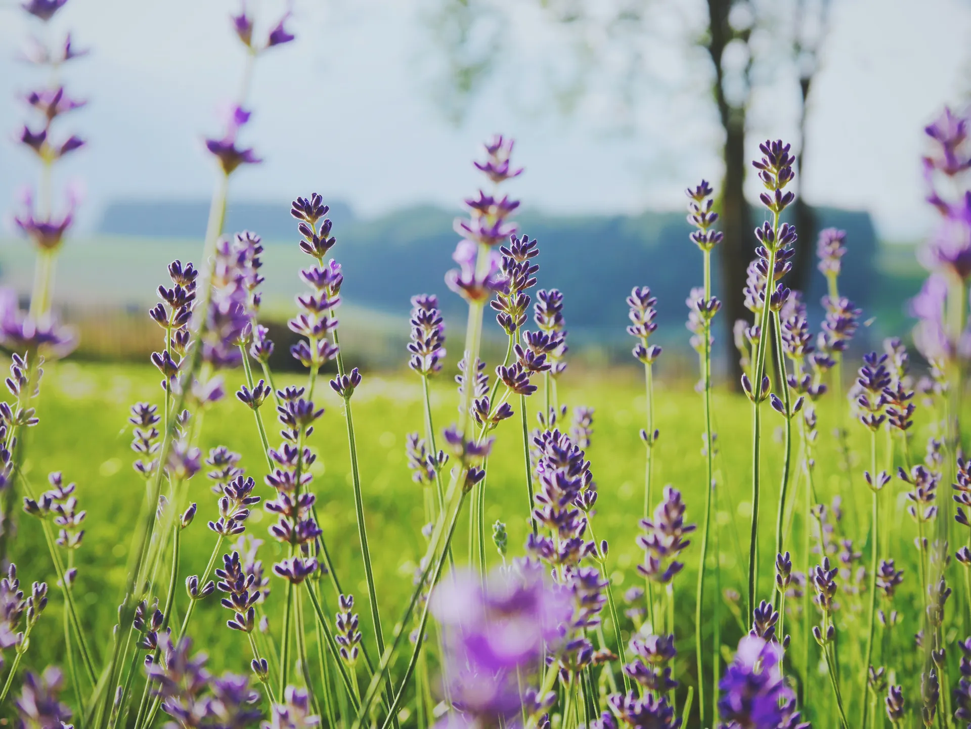 lila blommor och privatlån