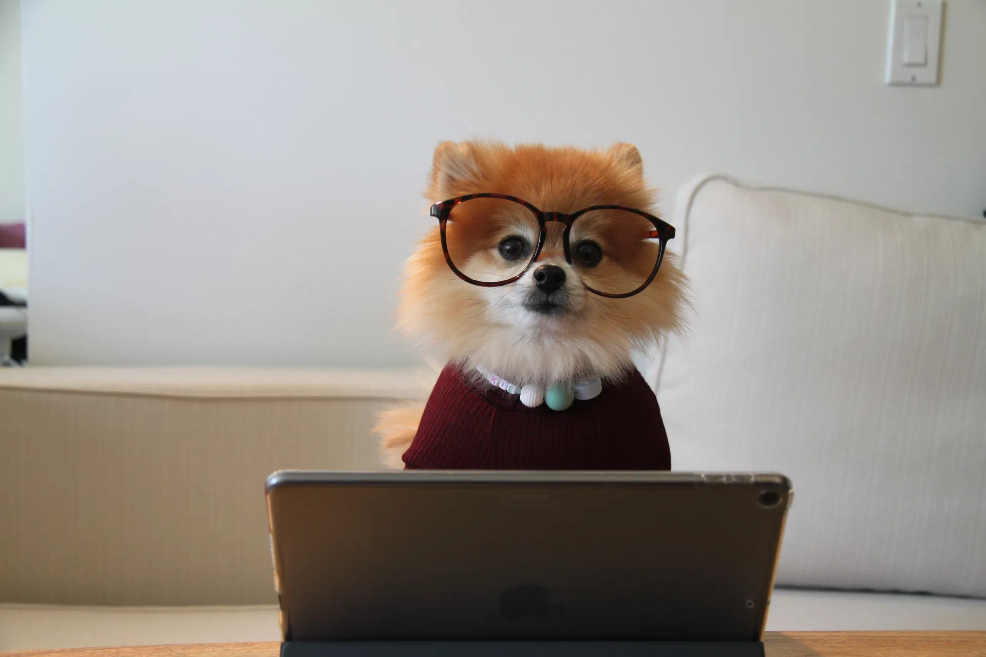 hund med glasögon vid dator har blancolån